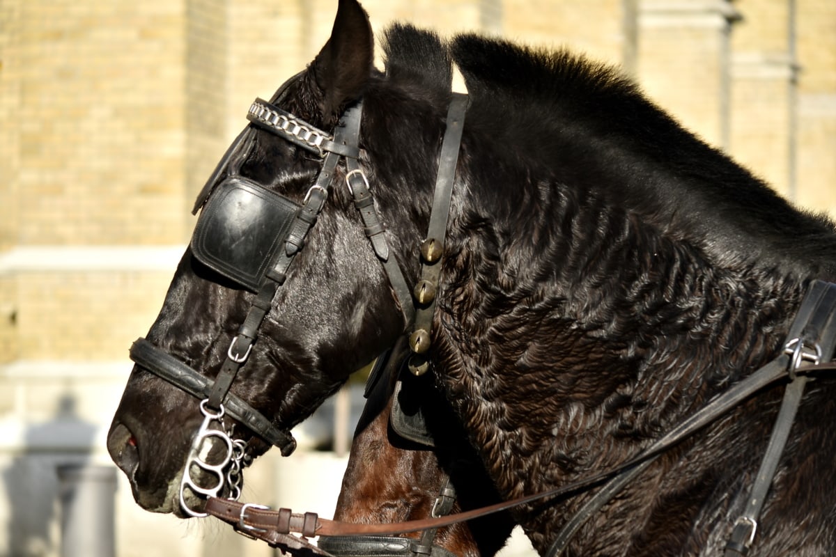 Recovered Image (Horse)